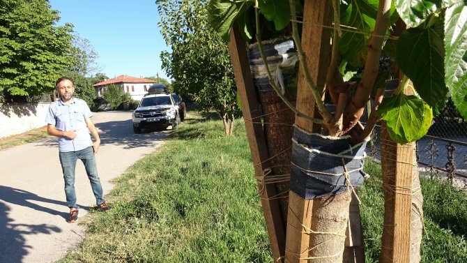 İ̇mam 20 Yıldır Doğada Gördüğü Meyve Ağaçlarını Aşılıyor
