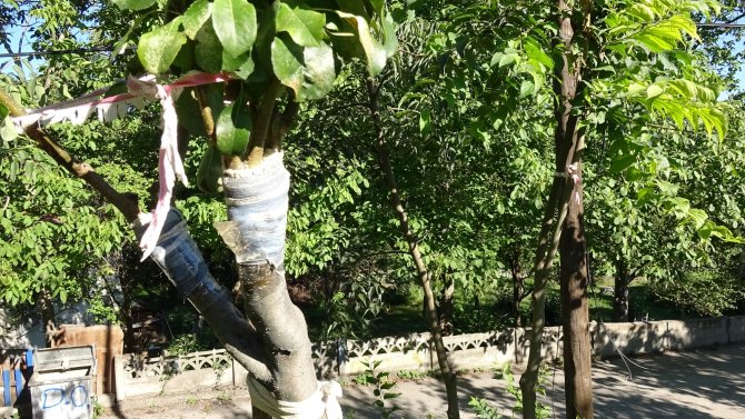 İ̇mam 20 Yıldır Doğada Gördüğü Meyve Ağaçlarını Aşılıyor