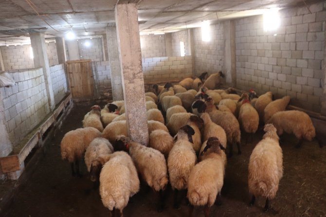 Siirt’te Çiftçilere Koyun Dağıtıldı