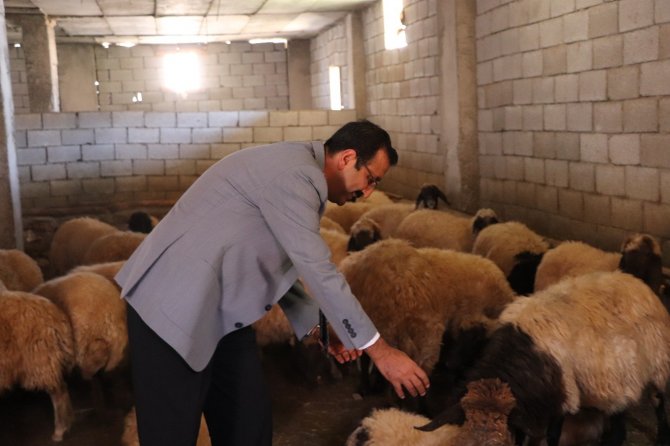 Siirt’te Çiftçilere Koyun Dağıtıldı