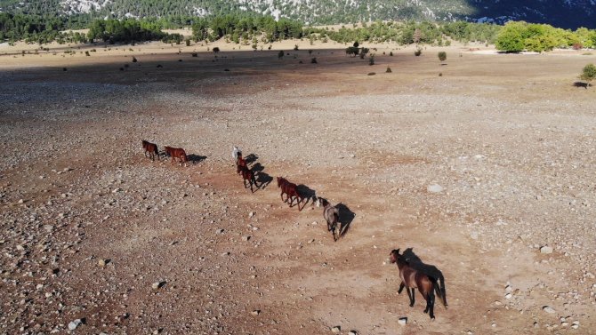 Yangından Etkilenen Antalya’nın Vahşi Güzelliği ’Yılkı Atları’ Yaşam Alanlarına Geri Döndü