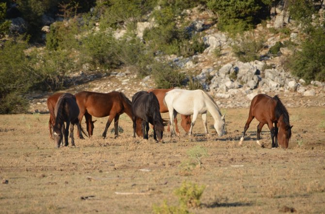 Yangından Etkilenen Antalya’nın Vahşi Güzelliği ’Yılkı Atları’ Yaşam Alanlarına Geri Döndü