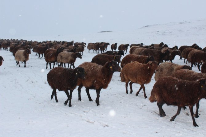 Yaylalardan İndirilmeye Başlanan Koyun Sürüsü Kar, Tipiye Yakalandı