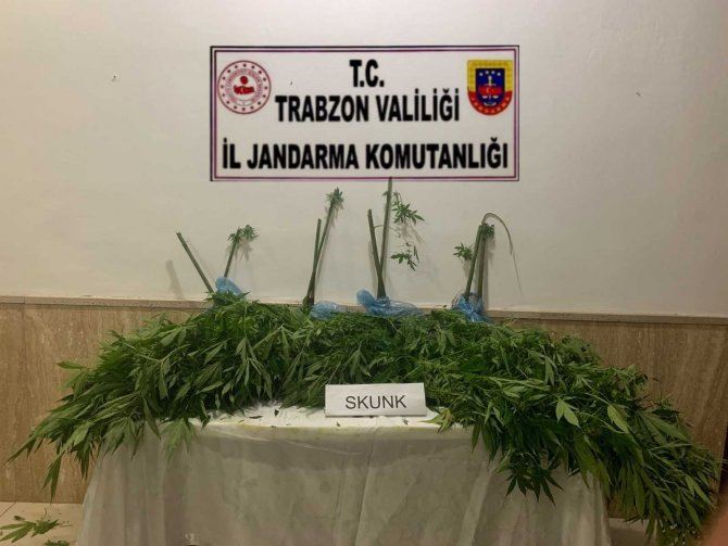 Trabzon’da Jandarma Ekiplerinin Uyuşturucu İle Mücadelesi Hız Kesmeden Devam Ediyor