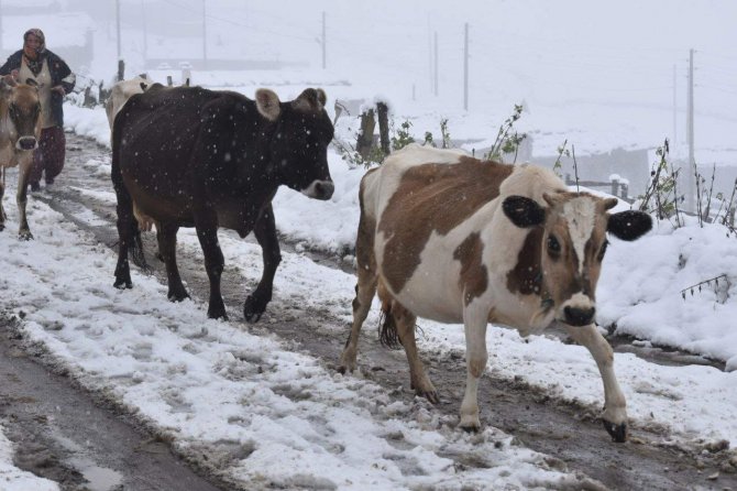 Doğu Karadeniz’in Yüksek Kesimlerinde Kar Kalınlığı 30 Santimetreyi Buldu