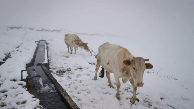 Doğu Karadeniz’in Yüksek Kesimlerinde Kar Kalınlığı 30 Santimetreyi Buldu