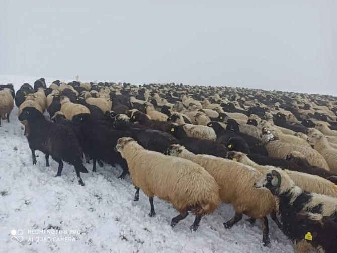 Artvin’de Ani Bastıran Kar Sürü Sahiplerine Zor Anlar Yaşattı