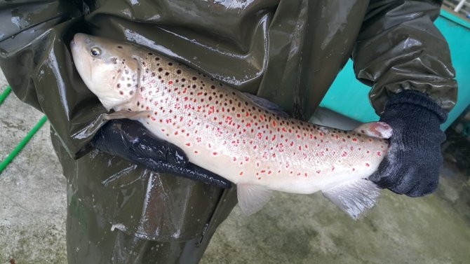Burada Yetiştirilen Milyonlarca Alabalıklar, Türkiye’nin Farklı Yerlerindeki Orman İçi Sulara Bırakılıyor