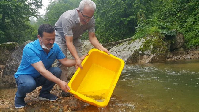 Burada Yetiştirilen Milyonlarca Alabalıklar, Türkiye’nin Farklı Yerlerindeki Orman İçi Sulara Bırakılıyor