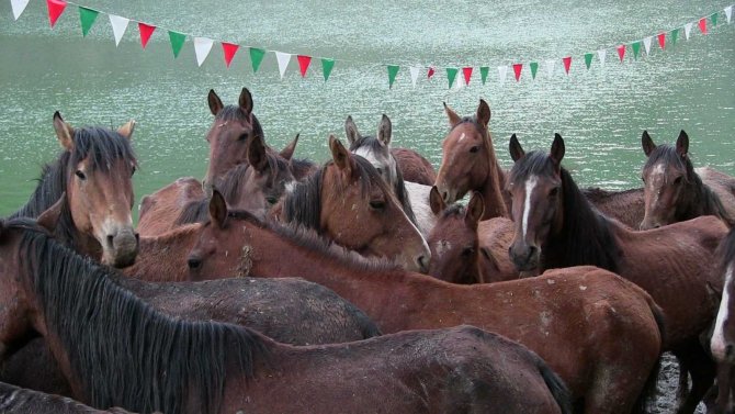 Artvin’de Ölüme Terk Edilen Atlara Barınak Bulunamayınca Genç Turizmci Tesisini Açtı