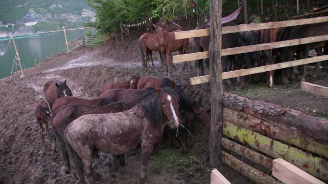 Artvin’de Ölüme Terk Edilen Atlara Barınak Bulunamayınca Genç Turizmci Tesisini Açtı