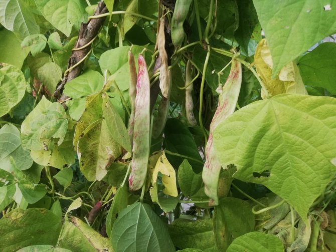2 Bin Metrede 29 Santimetre Uzunluğunda Fasulye Yetişti