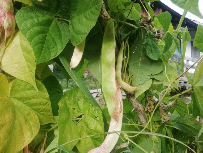 2 Bin Metrede 29 Santimetre Uzunluğunda Fasulye Yetişti