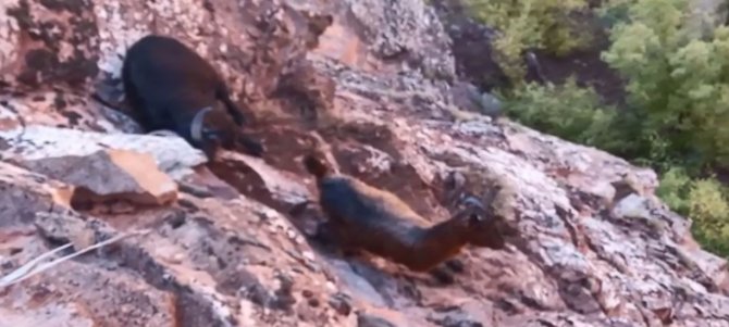 Kayalıklarda Mahsur Kalan Keçiler 3 Gün Sonra Dağcılar Tarafından Kurtarıldı