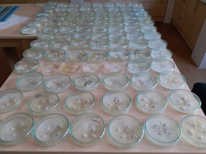 Kestane Ormanlarında Kestane Dal Kanseriyle İlgili Mücadele Devam Ediyor