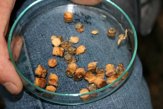 Kestane Ormanlarında Kestane Dal Kanseriyle İlgili Mücadele Devam Ediyor