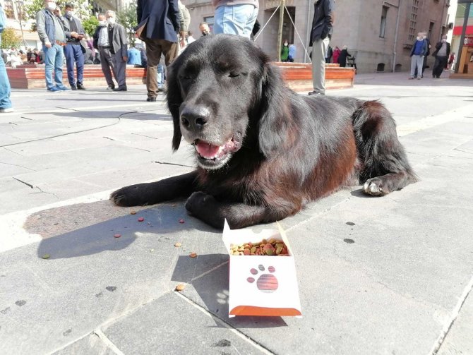 Giresun’da Sokak Hayvanlarını Koruma Etkinliği Düzenlendi