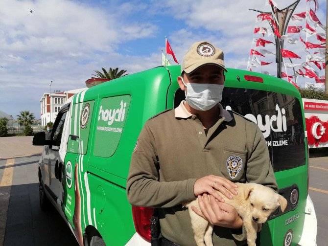 Giresun’da Sokak Hayvanlarını Koruma Etkinliği Düzenlendi