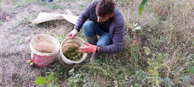 Şebin Cevizi Hasadı Üreticiyi Üzdü, Mayıs Ayında Yaşanan Zirai Don Rekoltede Yüzde 90 Oranında Düşüşe Neden Oldu