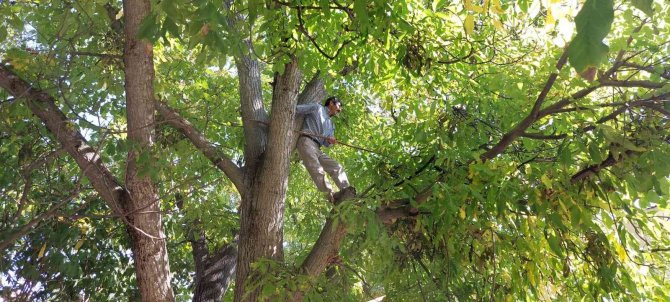 Şebin Cevizi Hasadı Üreticiyi Üzdü, Mayıs Ayında Yaşanan Zirai Don Rekoltede Yüzde 90 Oranında Düşüşe Neden Oldu