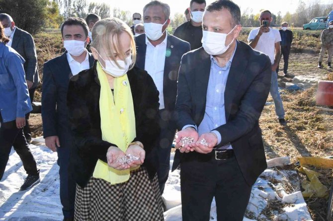 Vali Taşbilek Köse’de Kuru Fasulye Hasadına Katıldı