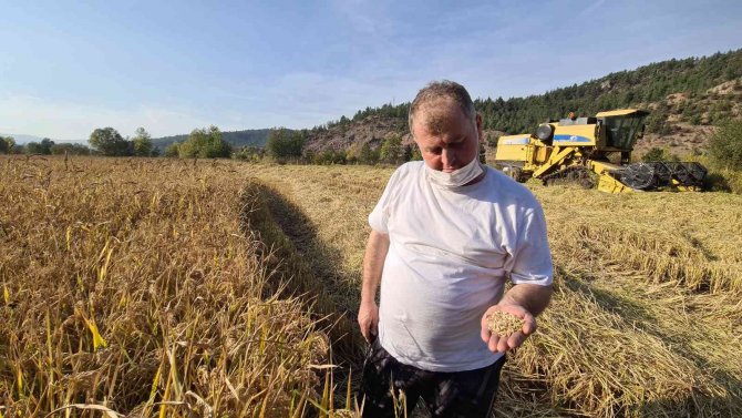 Tarladan Mutfağa Uzanan Pirinçte Hasat Başladı