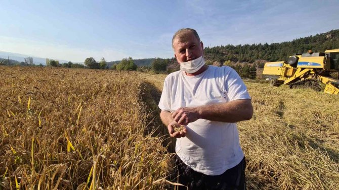 Tarladan Mutfağa Uzanan Pirinçte Hasat Başladı