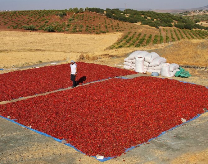 Maraş Biberinin Sofralara Yolculuğu