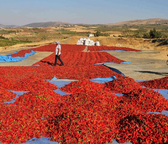 Maraş Biberinin Sofralara Yolculuğu