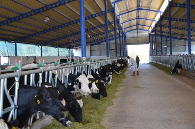 Genç Girişimci Avrupa’da Gördüğü Çiftliği Memleketinde Uyguladı