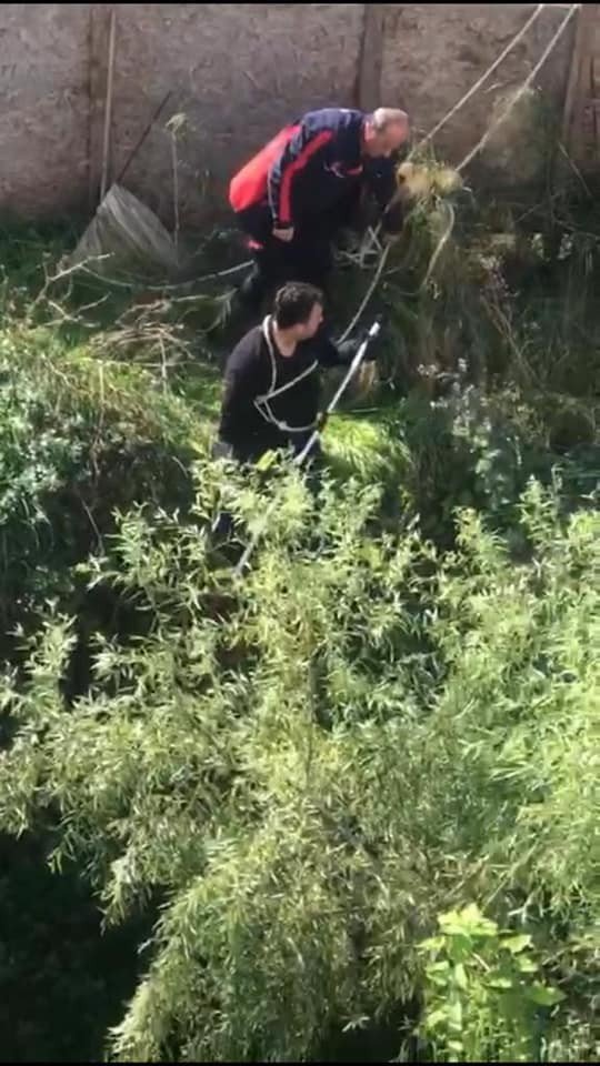 Sinop’ta Su Dolu İnşaat Çukuruna Düşen Köpeği İtfaiye Kurtardı