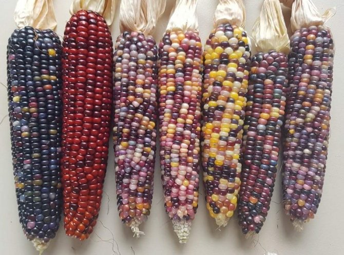 Sinop’ta Renkli Mısırlar İlgi Görüyor