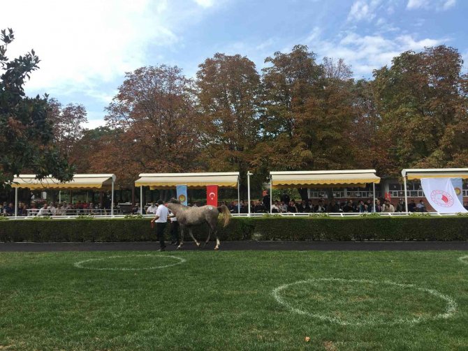 Safkan Arap Yarış Atı "Cevhertay" Ti̇gem Tarihinin En Yüksek Fiyatına Satıldı