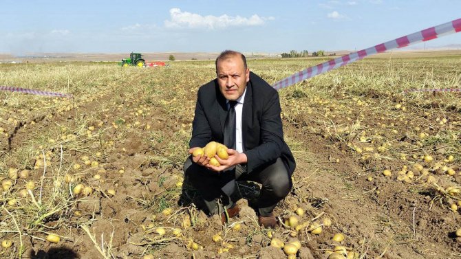Patates Rekoltesinin Bu Yıl 5 Milyon Ton Olması Bekleniyor