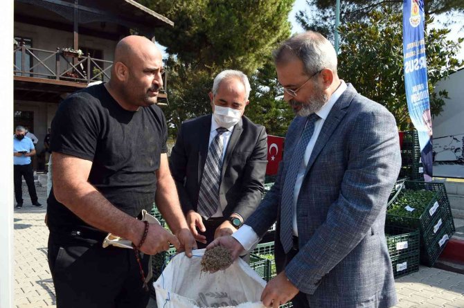 Tarsus Belediyesi, Çiftçilere 500 Bin Adet Karnabahar, Brokoli Ve Marul Fidesi Dağıttı