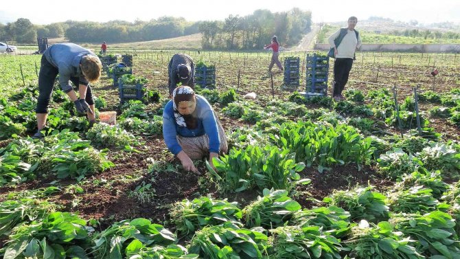 Sonbaharın Gözdesi Ispanak Tarlada 3.5 Liraya Yükseldi