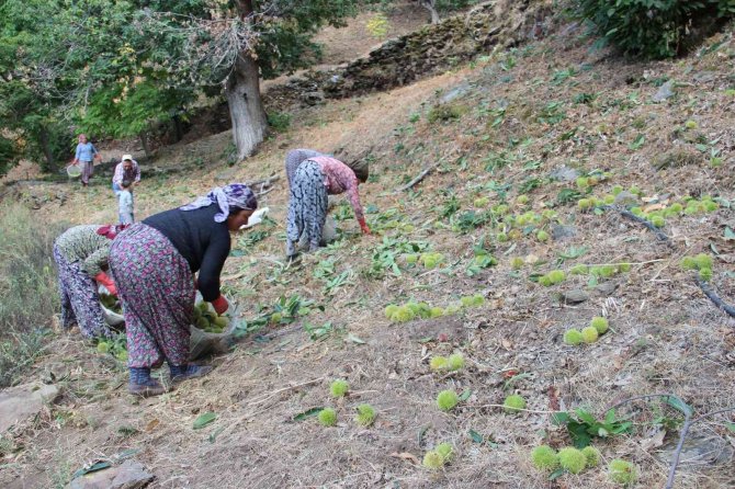 Aydın Ve İ̇zmir’de Kestane Hasadı Başladı