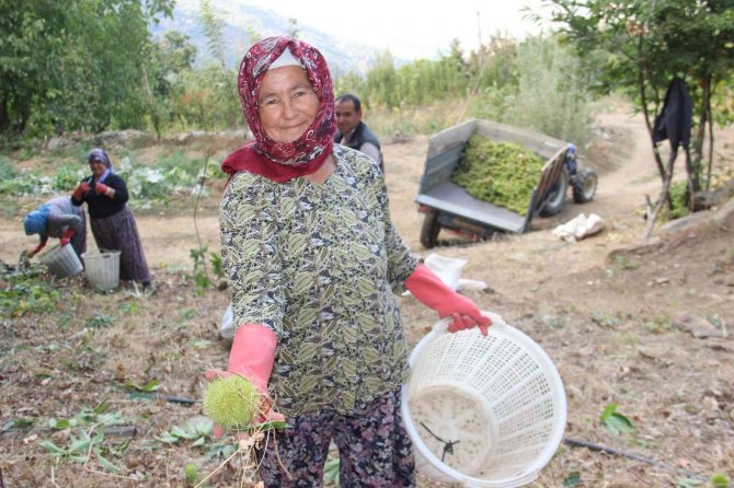 Aydın Ve İ̇zmir’de Kestane Hasadı Başladı