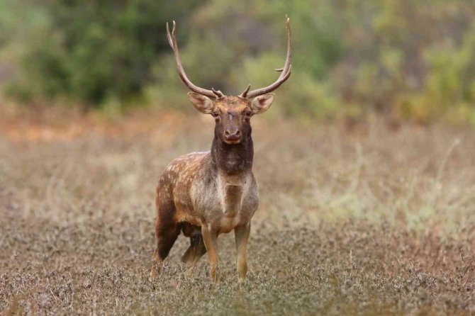 Üreme Döneminde Böğüren Ala Geyiklerin Sesi 5 Kilometre Öteden İşitiliyor