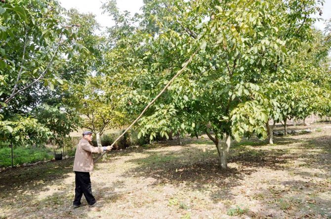 Kanatlı Hayvan Gübresiyle Ceviz Üretimini İkiye Katladı