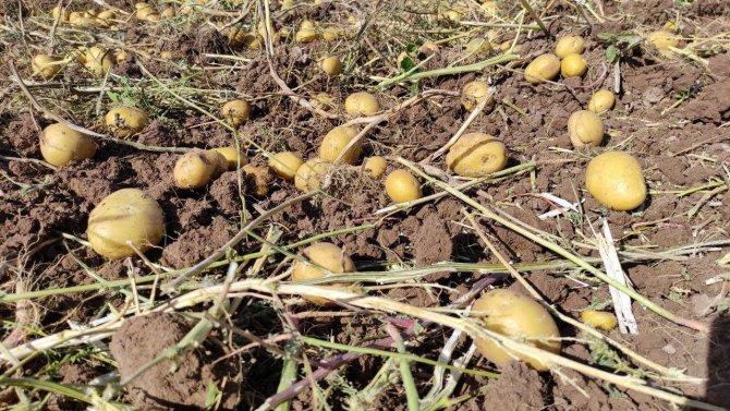 Patates Rekoltesinin Bu Yıl 5 Milyon Ton Olması Bekleniyor
