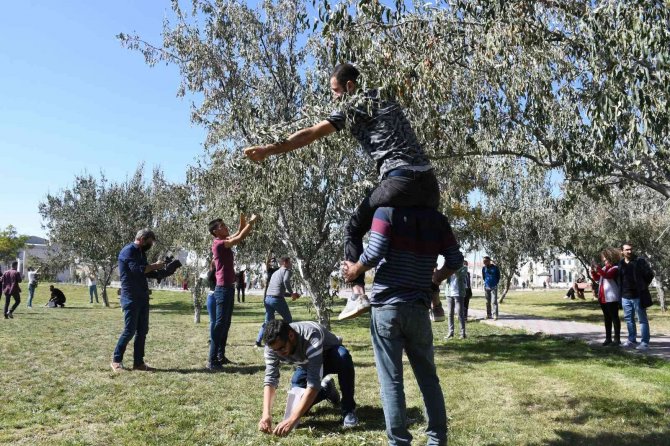 İ̇ğde Hasat Şenliğinde İğde Toplayıp Kıyasıya Yarıştılar