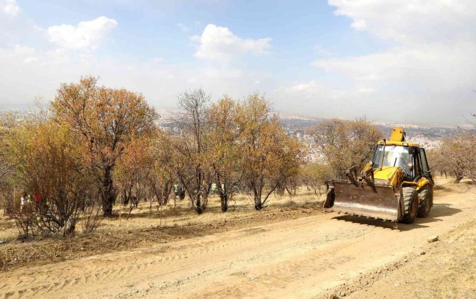 Bademlidere’ye 20 Bin Fidan Dikiliyor