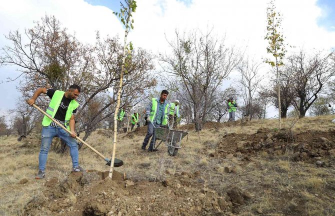 Bademlidere’ye 20 Bin Fidan Dikiliyor
