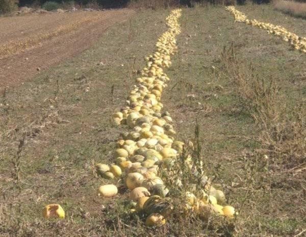 Çavdarhisar’da Çerezlik Kabak Üretimi 2 Bin 500 Dekara Ulaştı