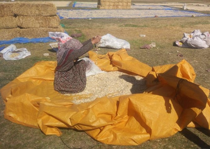 Çavdarhisar’da Çerezlik Kabak Üretimi 2 Bin 500 Dekara Ulaştı