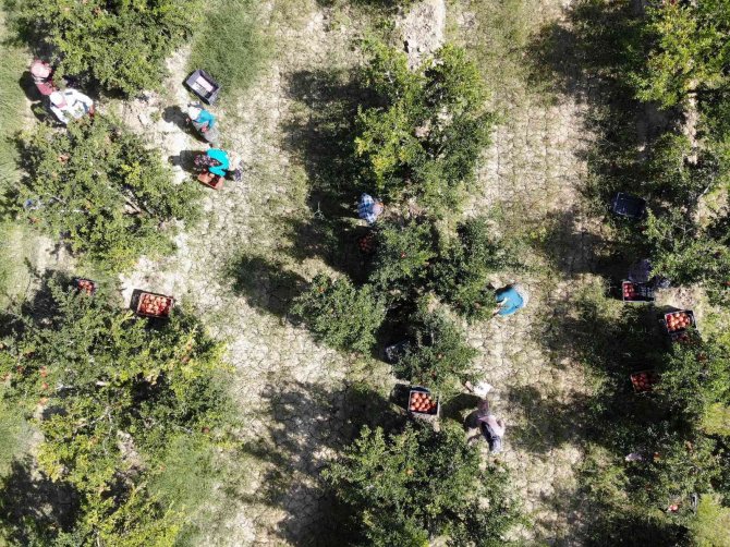 Nar İhracatında Hedef Bin 200 Ton