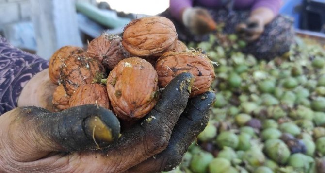 Erzincan’ın Sancak Kenti Kemah: 32 Bin Ceviz Ağacı Yetiştiriciliği İle Ekonomiye Katkı Sağlıyor