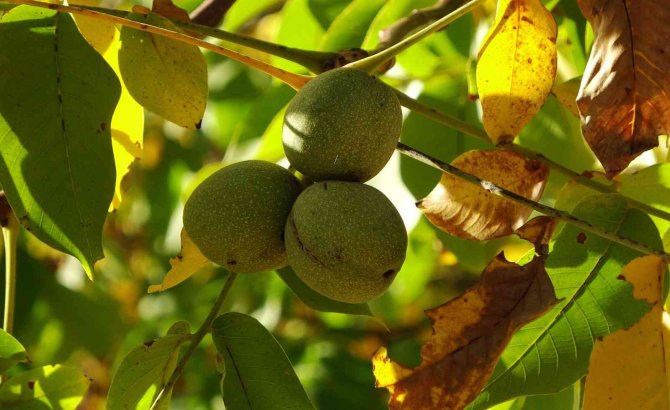 Erzincan’ın Sancak Kenti Kemah: 32 Bin Ceviz Ağacı Yetiştiriciliği İle Ekonomiye Katkı Sağlıyor