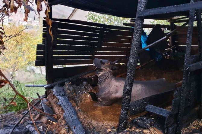 Gümüşhane’de Ahır Yangını